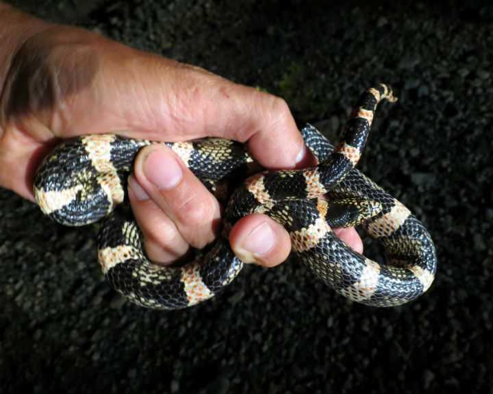 Long-nosed Snake